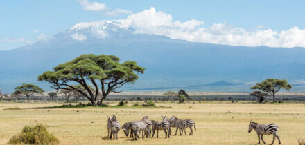 Requisitos de visa para los titulares de pasaporte de Colombia que viajan a Kenia