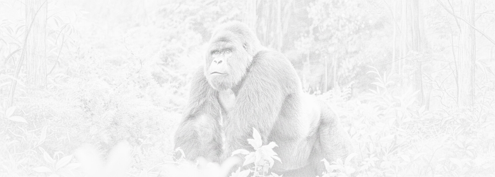 Solicitud de visa y requisitos República Democrática del Congo